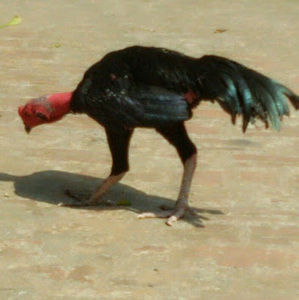 Meet your Posher, Phong